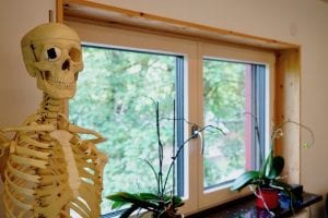 Hugo - unser Skelettmodel als Anatomie Schulungsmaterial